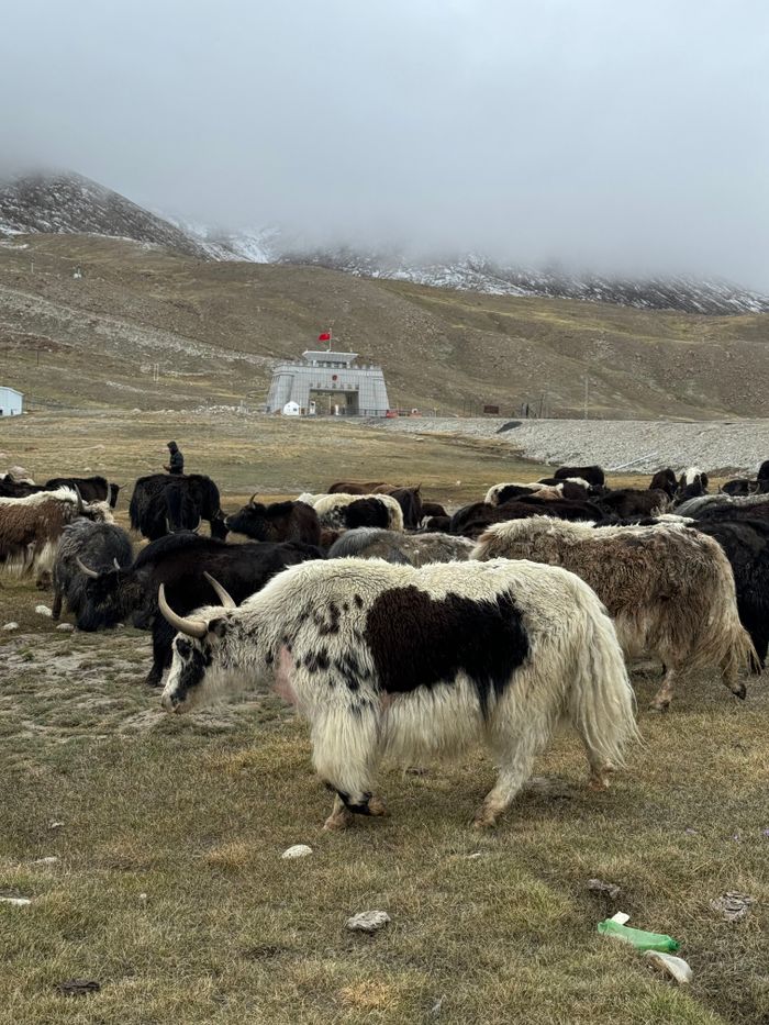 A herd of yaks grazing peacefully in the picturesque Hunza Valley mountains under a cloudy sky.