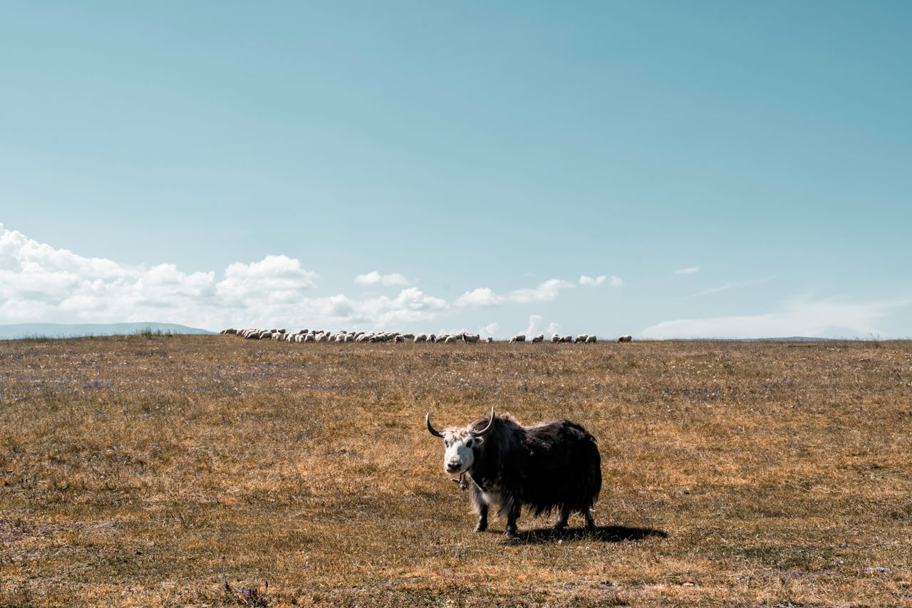 Yak in a wide open field with a clear blue sky, showcasing nature's serene beauty.
